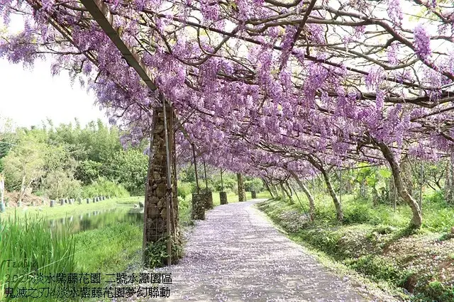 2025淡水紫藤花園-二號水源園區，鬼滅之刃&淡水紫藤花園夢