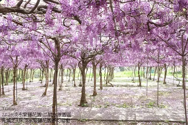 2025淡水紫藤花園-二號水源園區，鬼滅之刃&淡水紫藤花園夢