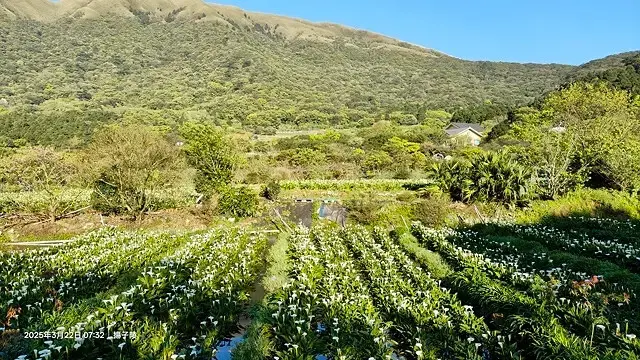 2025竹子湖海芋季，活動日期：2025/3/14~4/27