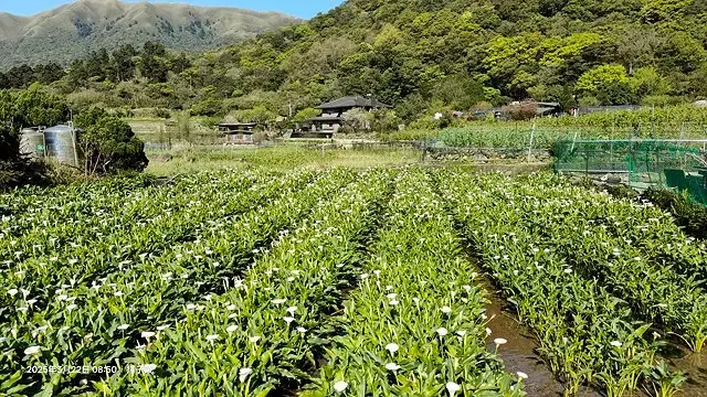 2025竹子湖海芋季，活動日期：2025/3/14~4/27
