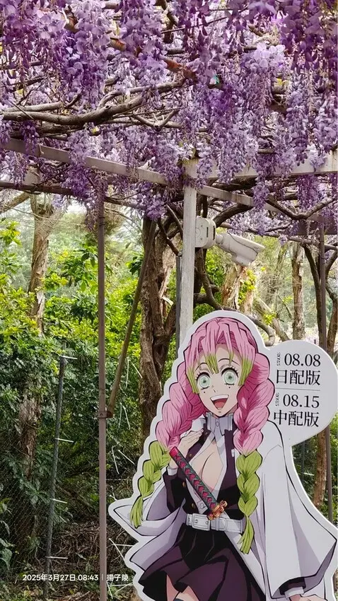 2025淡水紫藤花園-二號水源園區，鬼滅之刃&淡水紫藤花園夢