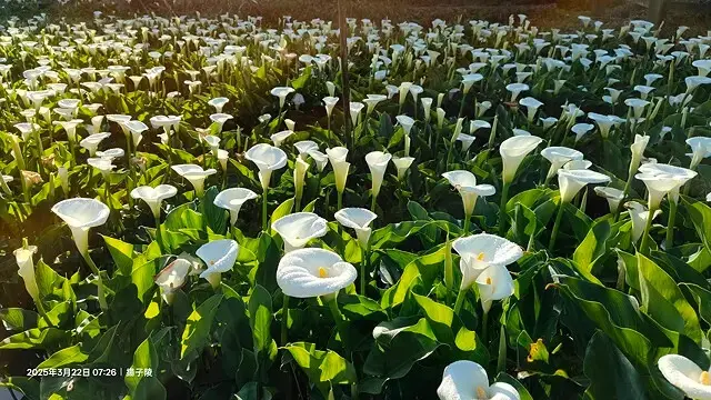 2025竹子湖海芋季，活動日期：2025/3/14~4/27