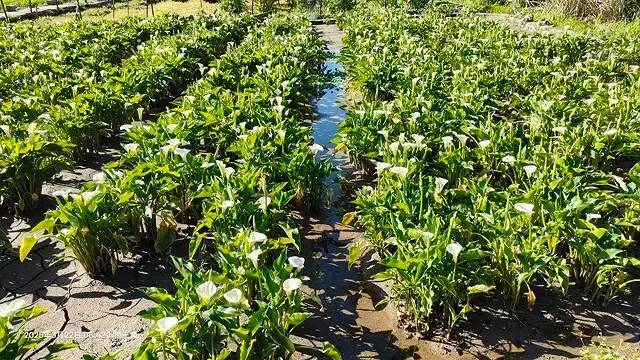 2025竹子湖海芋季，活動日期：2025/3/14~4/27