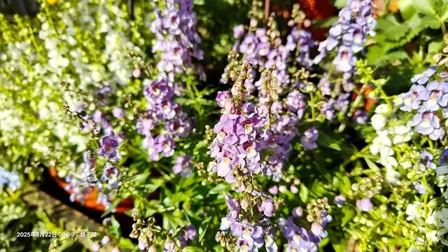 2025竹子湖海芋季，活動日期：2025/3/14~4/27