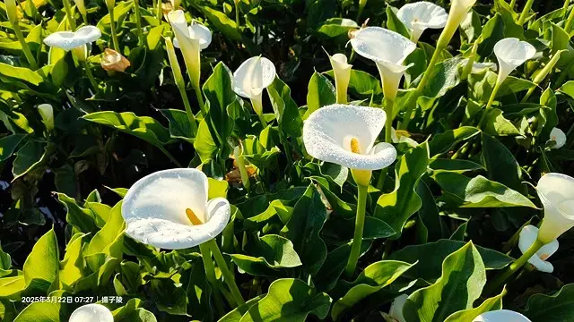 2025竹子湖海芋季，活動日期：2025/3/14~4/27