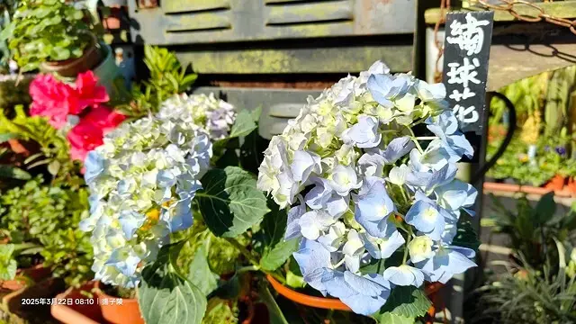 2025竹子湖海芋季，活動日期：2025/3/14~4/27