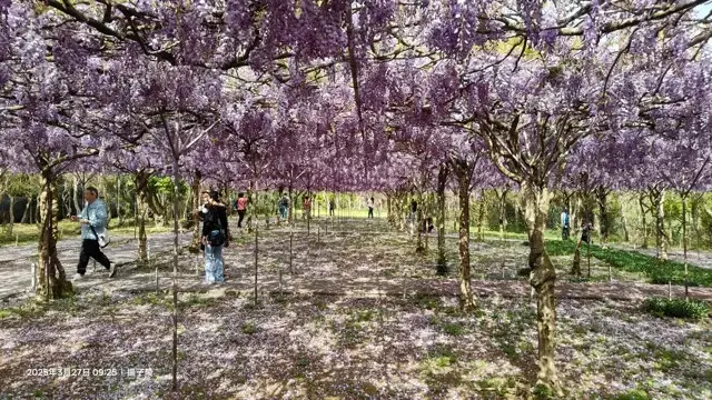 2025淡水紫藤花園-二號水源園區，鬼滅之刃&淡水紫藤花園夢