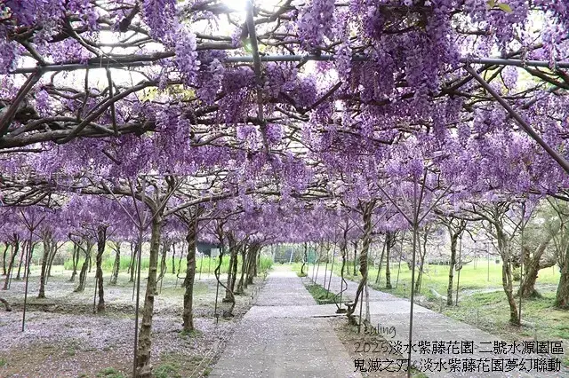 2025淡水紫藤花園-二號水源園區，鬼滅之刃&淡水紫藤花園夢