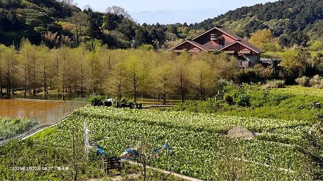 2025竹子湖海芋季，活動日期：2025/3/14~4/27