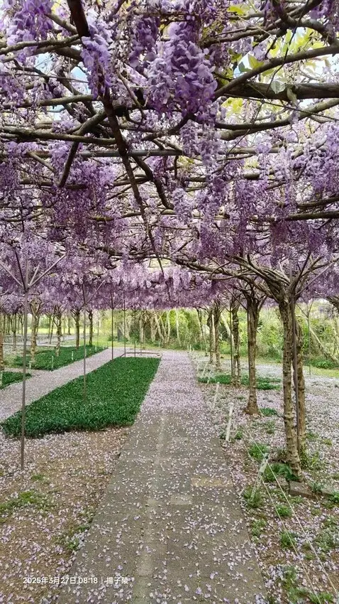 2025淡水紫藤花園-二號水源園區，鬼滅之刃&淡水紫藤花園夢