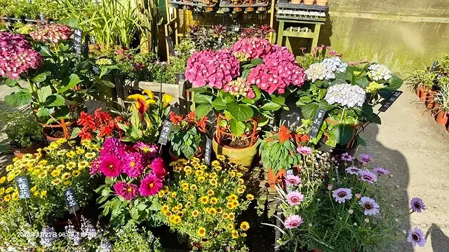 2025竹子湖海芋季，活動日期：2025/3/14~4/27