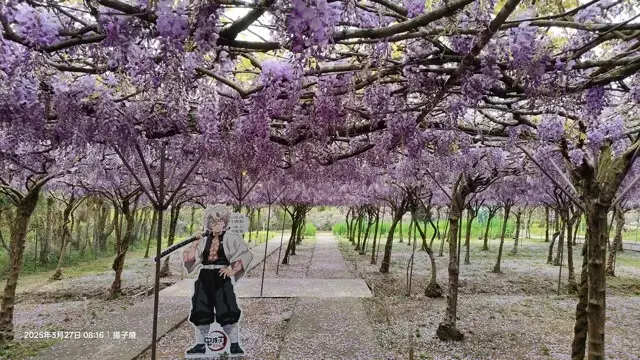 2025淡水紫藤花園-二號水源園區，鬼滅之刃&淡水紫藤花園夢