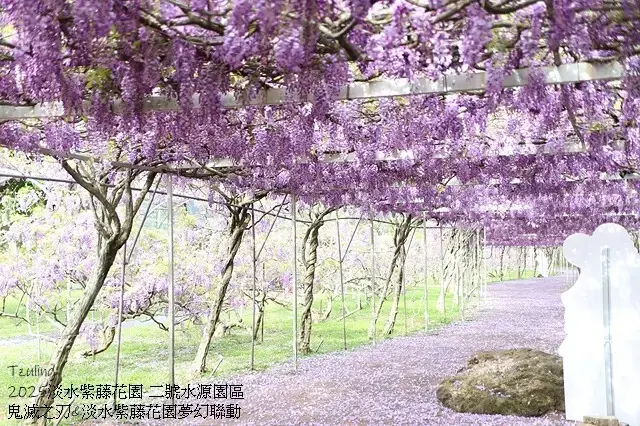 2025淡水紫藤花園-二號水源園區，鬼滅之刃&淡水紫藤花園夢