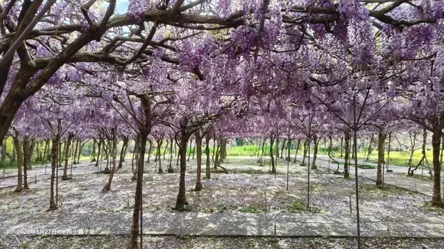 2025淡水紫藤花園-二號水源園區，鬼滅之刃&淡水紫藤花園夢