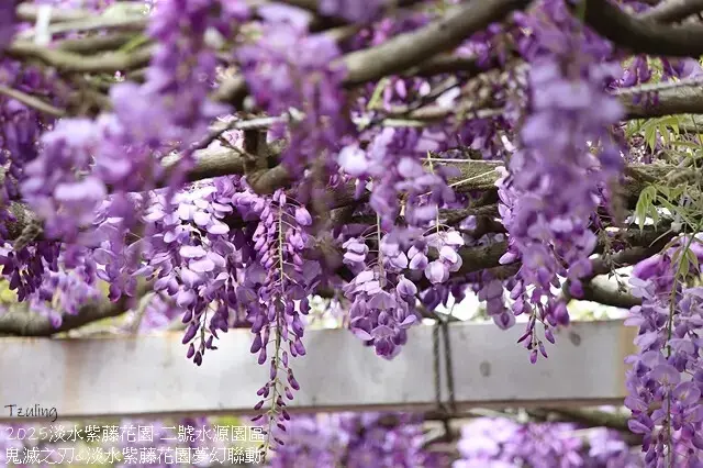 2025淡水紫藤花園-二號水源園區，鬼滅之刃&淡水紫藤花園夢