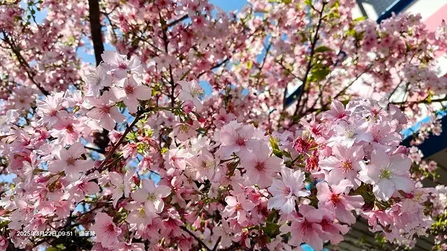 2025竹子湖海芋季，活動日期：2025/3/14~4/27