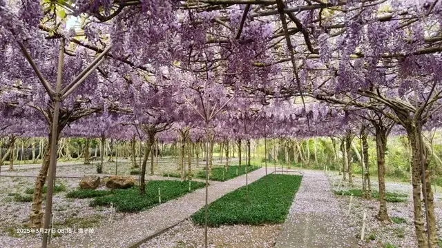 2025淡水紫藤花園-二號水源園區，鬼滅之刃&淡水紫藤花園夢