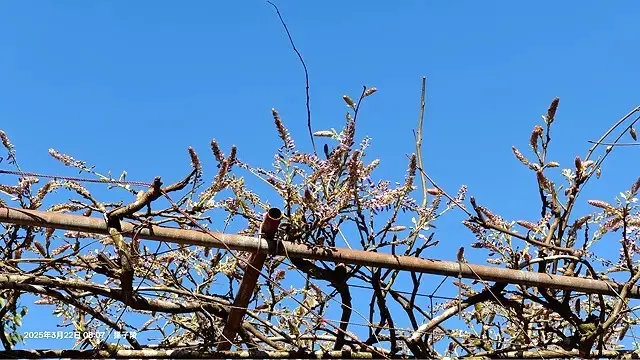 2025竹子湖海芋季，活動日期：2025/3/14~4/27