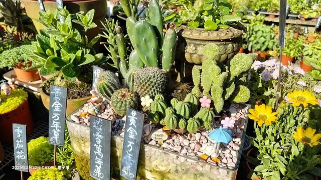 2025竹子湖海芋季，活動日期：2025/3/14~4/27