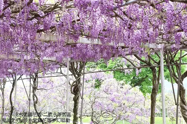 2025淡水紫藤花園-二號水源園區，鬼滅之刃&淡水紫藤花園夢
