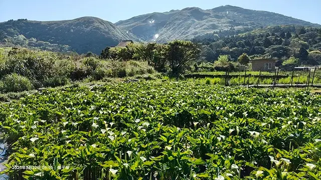 2025竹子湖海芋季，活動日期：2025/3/14~4/27