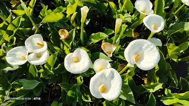 2025竹子湖海芋季，活動日期：2025/3/14~4/27