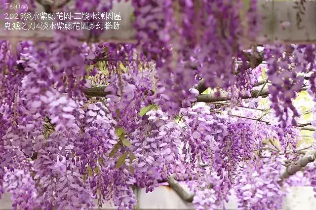 2025淡水紫藤花園-二號水源園區，鬼滅之刃&淡水紫藤花園夢