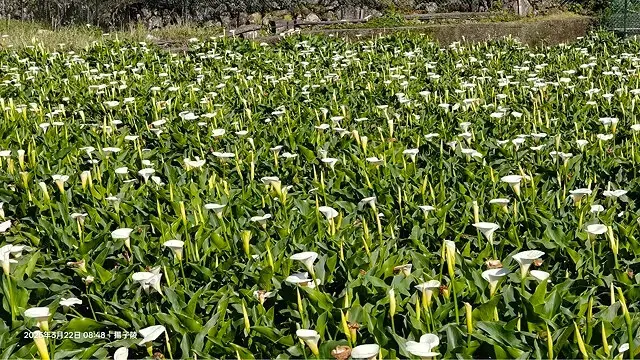 2025竹子湖海芋季，活動日期：2025/3/14~4/27