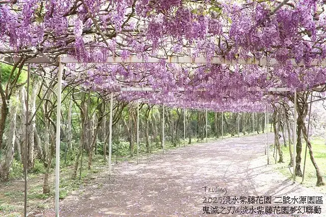 2025淡水紫藤花園-二號水源園區，鬼滅之刃&淡水紫藤花園夢