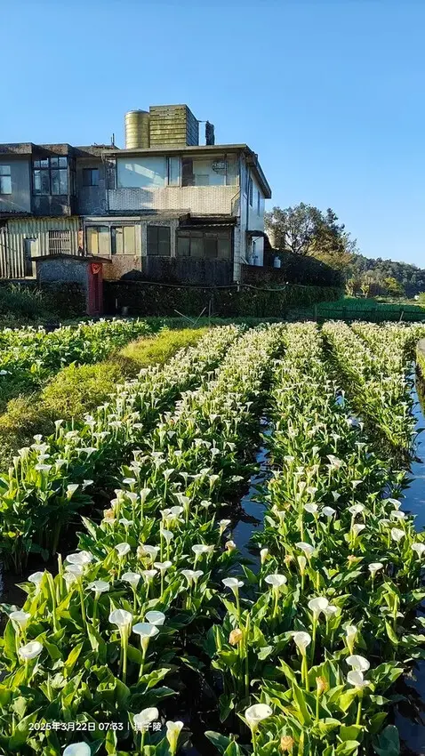 2025竹子湖海芋季，活動日期：2025/3/14~4/27