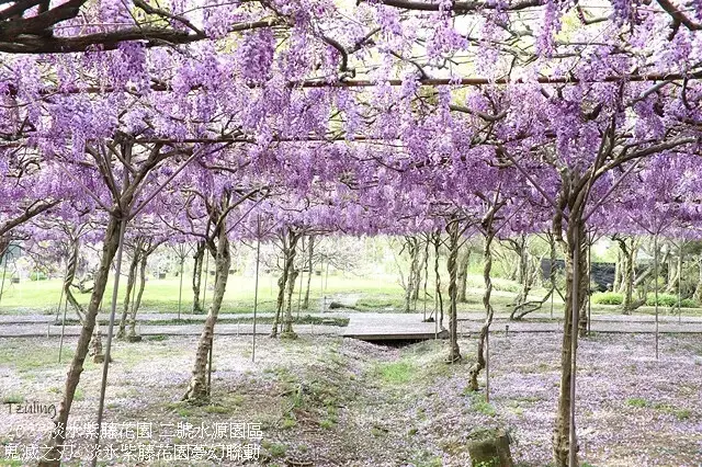 2025淡水紫藤花園-二號水源園區，鬼滅之刃&淡水紫藤花園夢