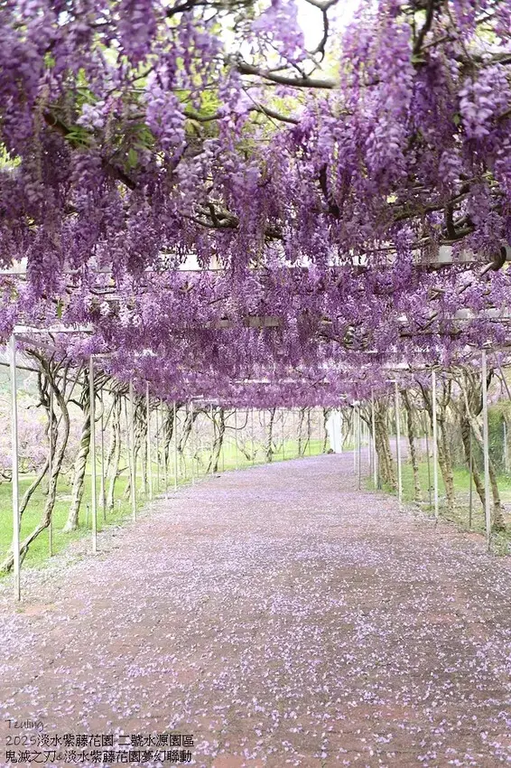 2025淡水紫藤花園-二號水源園區，鬼滅之刃&淡水紫藤花園夢