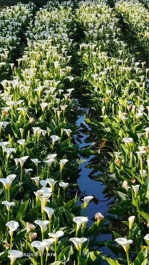 2025竹子湖海芋季，活動日期：2025/3/14~4/27