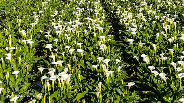 2025竹子湖海芋季，活動日期：2025/3/14~4/27