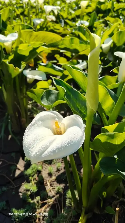 2025竹子湖海芋季，活動日期：2025/3/14~4/27