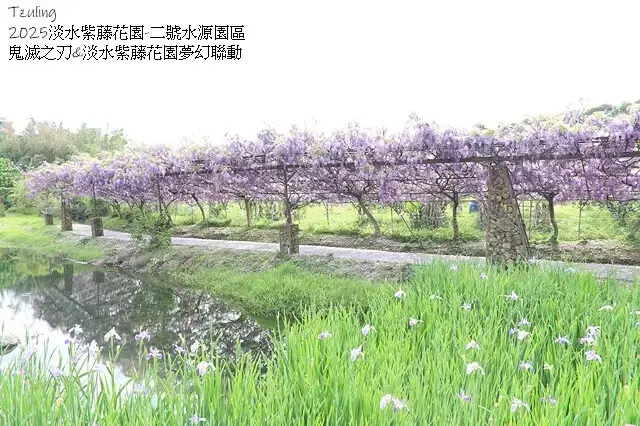 2025淡水紫藤花園-二號水源園區，鬼滅之刃&淡水紫藤花園夢