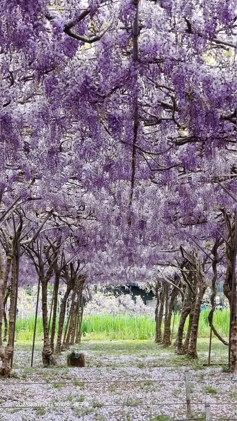2025淡水紫藤花園-二號水源園區，鬼滅之刃&淡水紫藤花園夢
