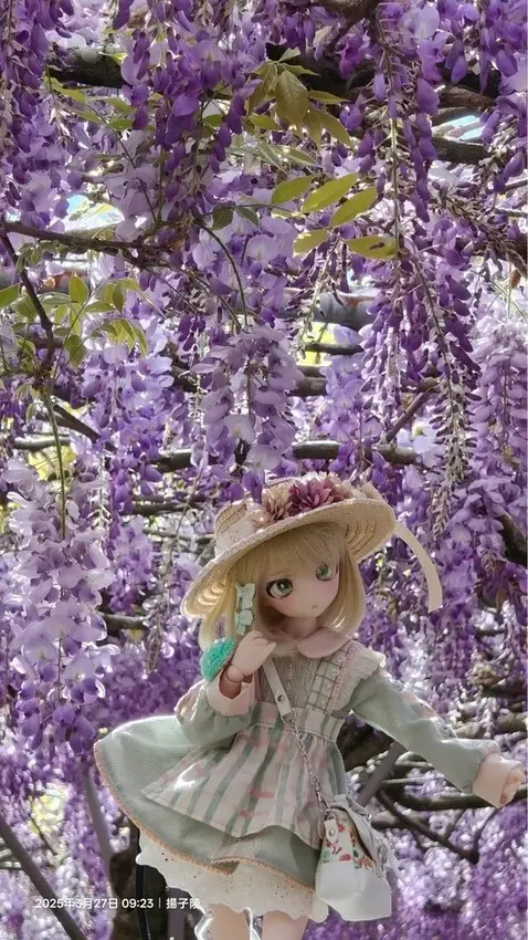 2025淡水紫藤花園-二號水源園區，鬼滅之刃&淡水紫藤花園夢