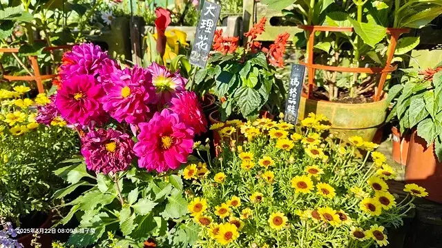 2025竹子湖海芋季，活動日期：2025/3/14~4/27