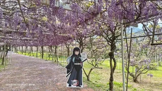 2025淡水紫藤花園-二號水源園區，鬼滅之刃&淡水紫藤花園夢