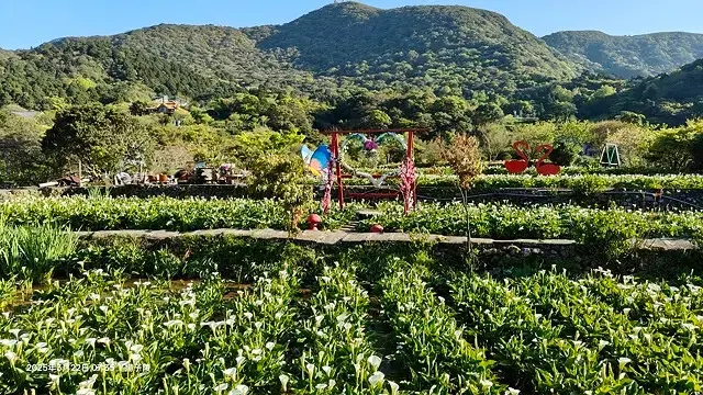 2025竹子湖海芋季，活動日期：2025/3/14~4/27