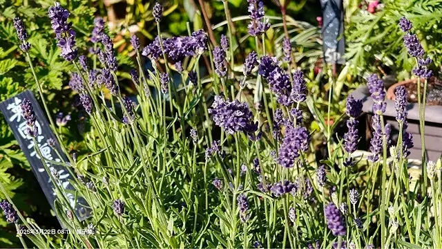 2025竹子湖海芋季，活動日期：2025/3/14~4/27