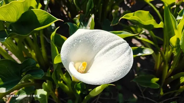 2025竹子湖海芋季，活動日期：2025/3/14~4/27
