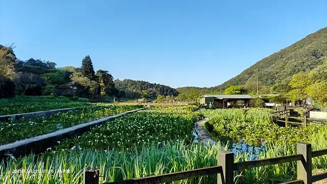 2025竹子湖海芋季，活動日期：2025/3/14~4/27