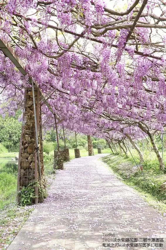 2025淡水紫藤花園-二號水源園區，鬼滅之刃&淡水紫藤花園夢
