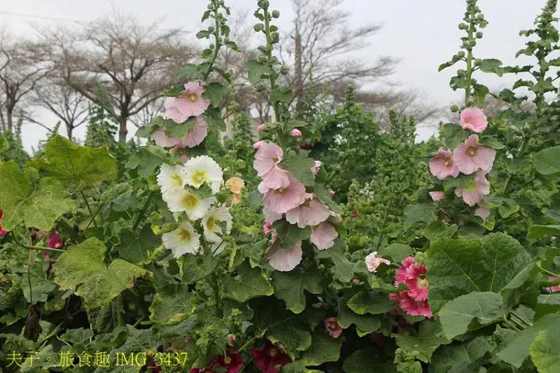 2025學甲蜀葵花文化節 花團錦簇一直熱鬧延續到4月底