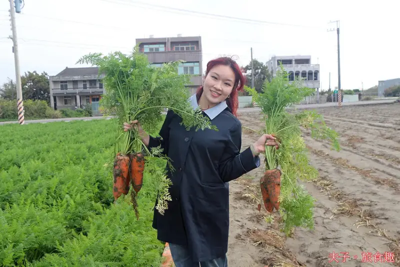 2025台南市將軍區紅蘿蔔木棉爭鮮搶艷同樂會 拔紅蘿蔔 X 