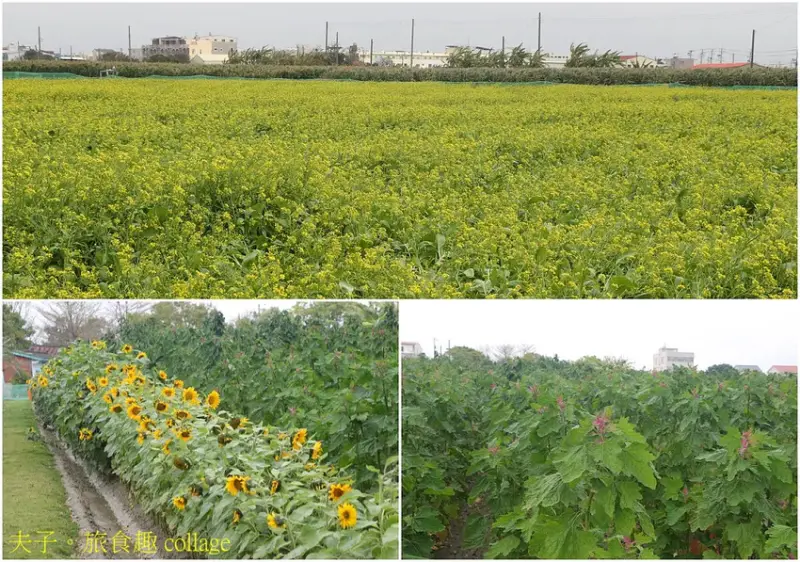 2025學甲蜀葵花文化節 花團錦簇一直熱鬧延續到4月底