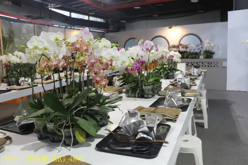 2025臺灣國際蘭展 鏡像世界 在七彩繽紛的色彩反射中 看見