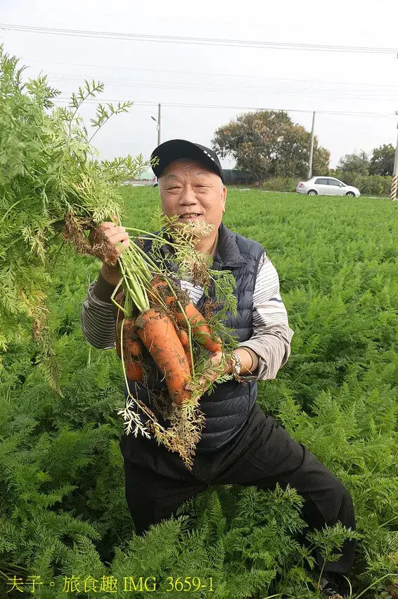 2025台南市將軍區紅蘿蔔木棉爭鮮搶艷同樂會 拔紅蘿蔔 X 